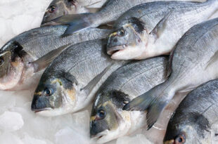 بوی ماهی در واژن. تعداد زیادی ماهی صید شده روی هم