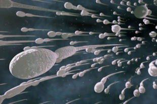 تعدادی اسپرم در حال جهش/ کنترل انزال و حبس مایع منی