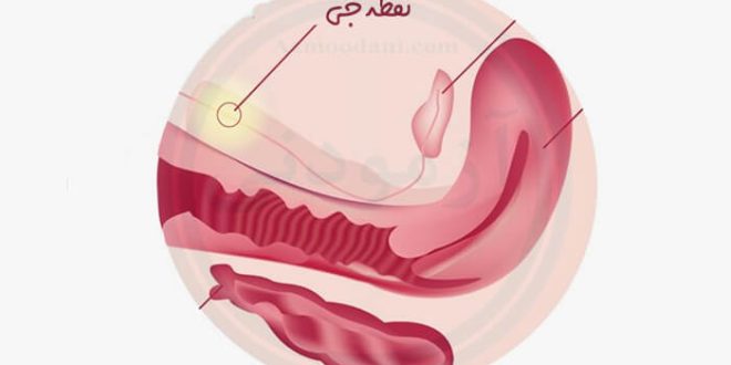 تصویری از محل نقطه جی در بدن زن